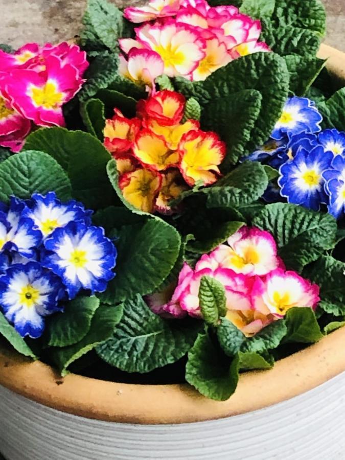 לינה וארוחת בוקר B &B Yuupke Maasbree Noord-Limburg Venlo Roermond מראה חיצוני תמונה